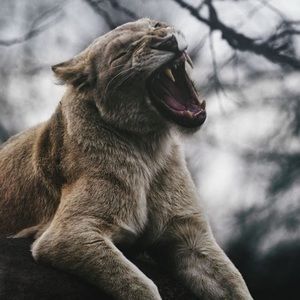 Meet your Posher, Bailey